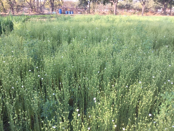 linseed - delicate blue and white flowers 600